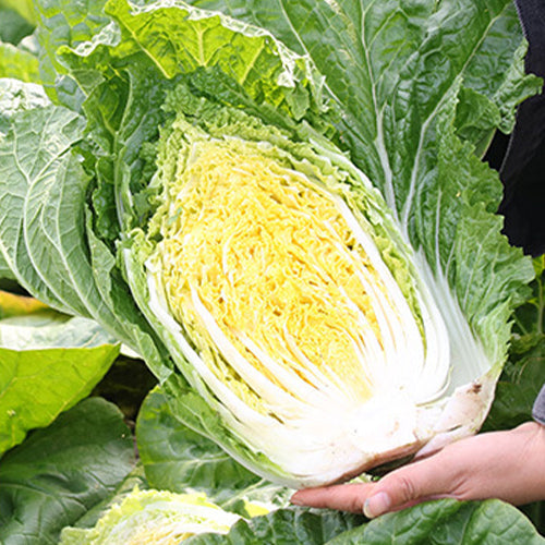 Hybrid-F1-Baby-Chinese-Cabbage-Seeds