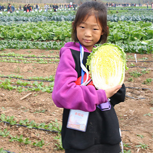 Hybrid-F1-Baby-Chinese-Cabbage-Seeds