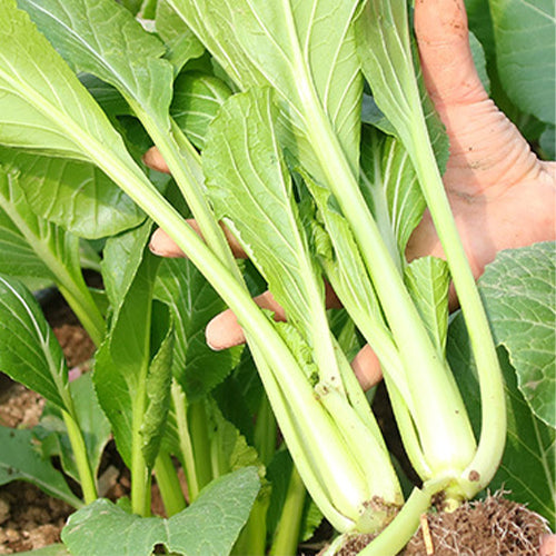 Hybrid-F1-Chinese-Cabbage-Seeds