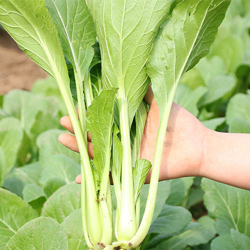 Hybrid-F1-Chinese-Cabbage-Seeds