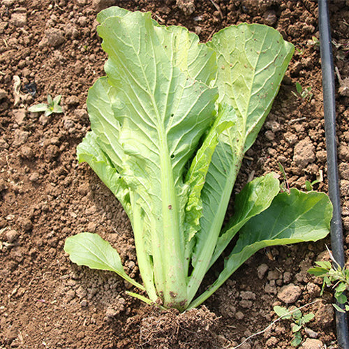 Hybrid-F1-Chinese-Cabbage-Seeds