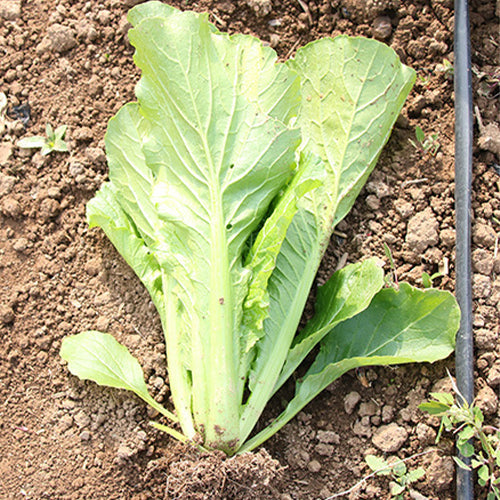Hybrid-F1-Chinese-Cabbage-Seeds