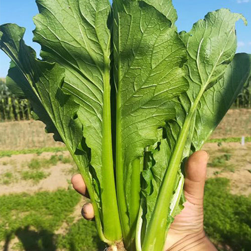Hybrid-F1-Chinese-Cabbage-Seeds