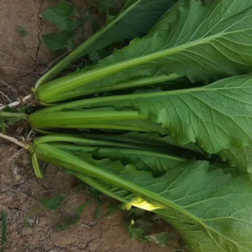 Hybrid-F1-Chinese-Cabbage-Seeds