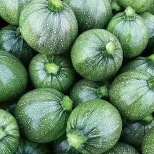 Hybrid F1 Green Bead Round Zucchini Seeds