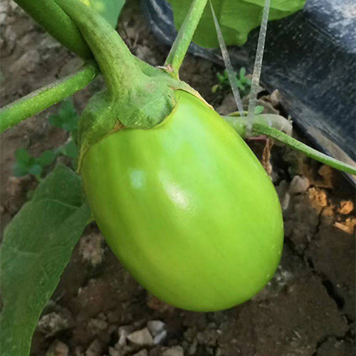 Hybrid-F1-Green-Oval-Eggplant-Aubergine-Seeds