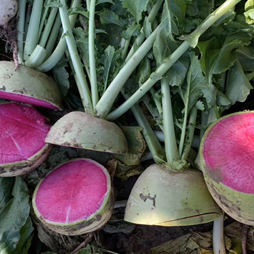 Hybrid F1 Green Skin Red Flesh Radish Seeds