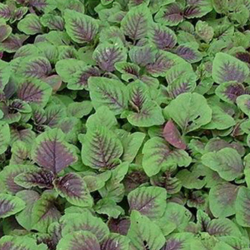 Hybrid F1 Hsien Tsai & Amaranth Seeds