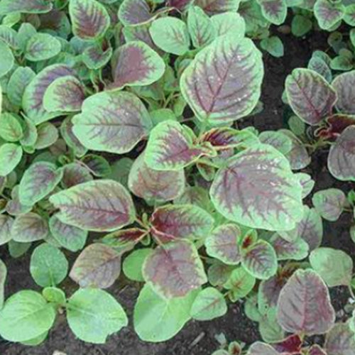 Hybrid F1 Hsien Tsai & Amaranth Seeds