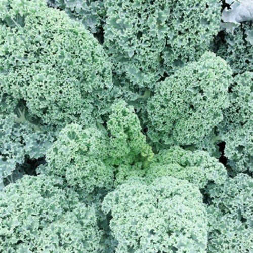 Hybrid F1 Kale Seeds