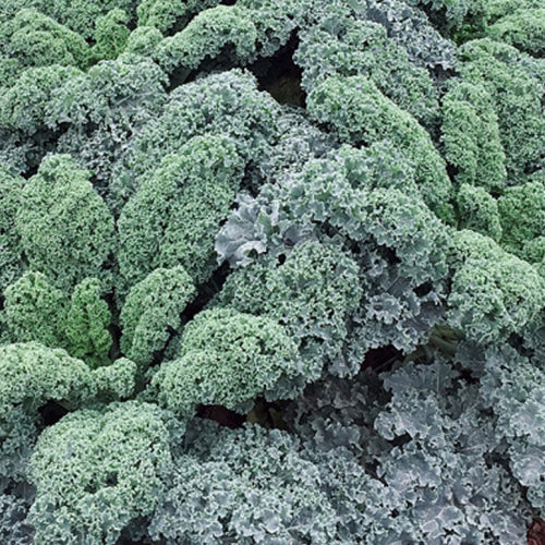 Hybrid F1 Kale Seeds