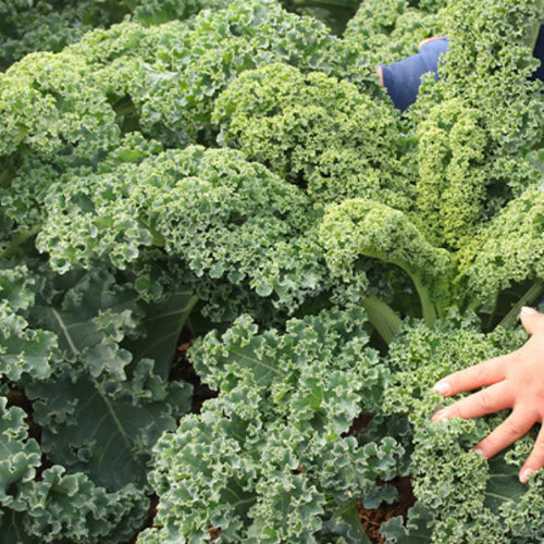 Hybrid F1 Kale Seeds