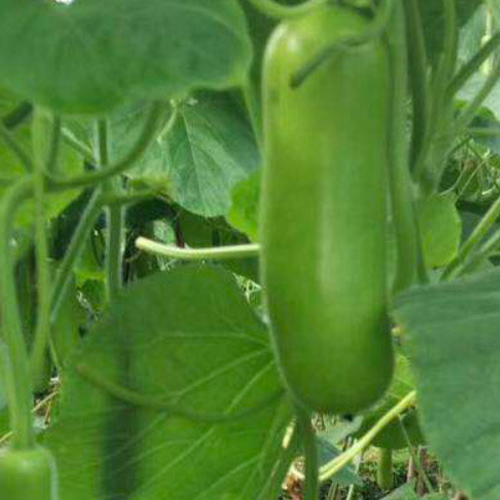 Hybrid F1 Lagenaria Siceraria & Opo Squash Seeds