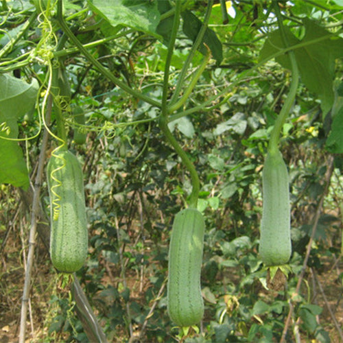 Hybrid-F1-Meat-Luffa-Seeds