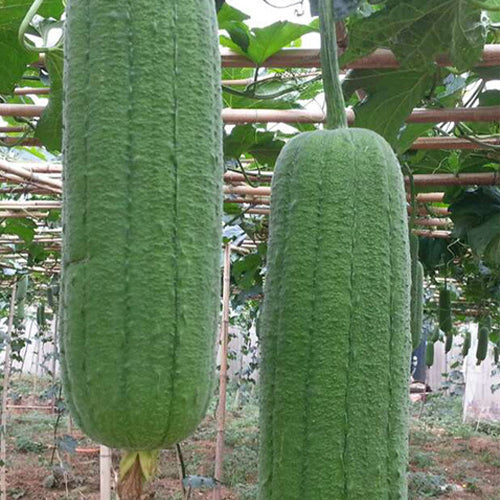 Hybrid-F1-Meat-Luffa-Seeds