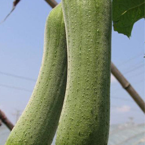 Hybrid-F1-Meat-Luffa-Seeds