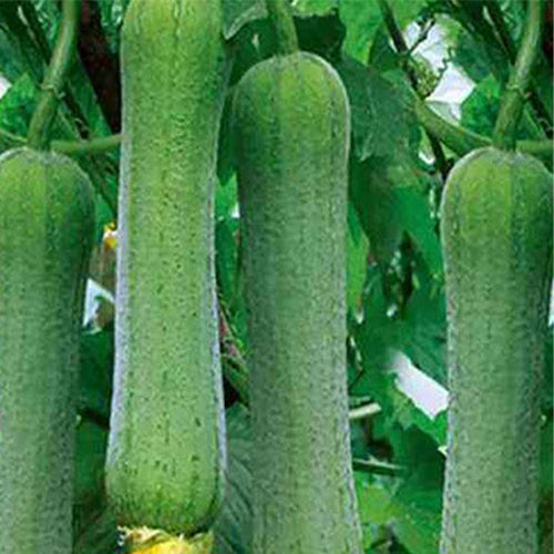 Hybrid-F1-Meat-Luffa-Seeds