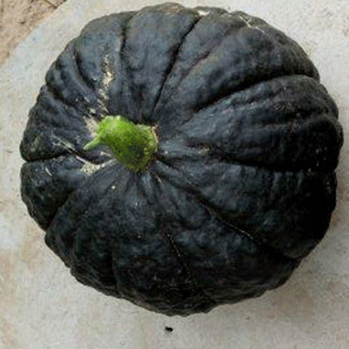 Hybrid F1 Pumpkin & Squash Seeds