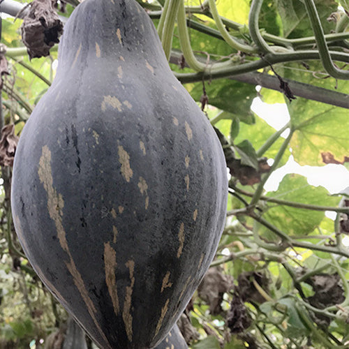 Hybrid-F1-Pumpkin-Squash-Seeds