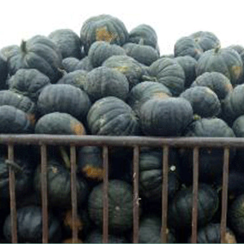 Hybrid F1 Pumpkin & Squash Seeds