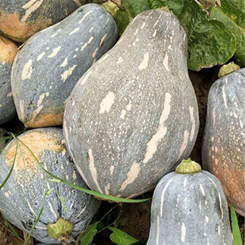 Hybrid-F1-Pumpkin-Squash-Seeds