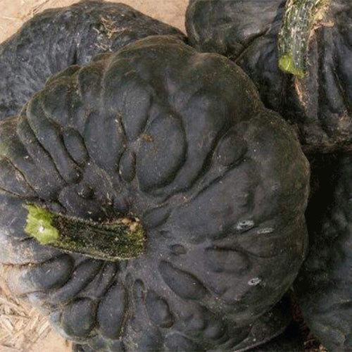Hybrid F1 Pumpkin & Squash Seeds