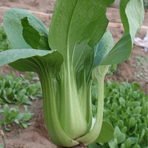 Hybrid-F1-Rape-Cole-Seeds