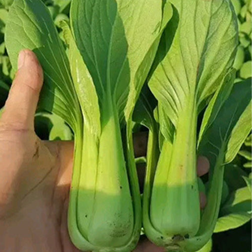 Hybrid-F1-Rape-Cole-Seeds