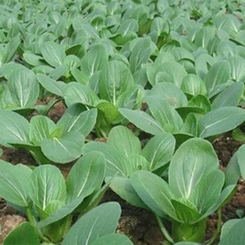 Hybrid-F1-Rape-Cole-Seeds