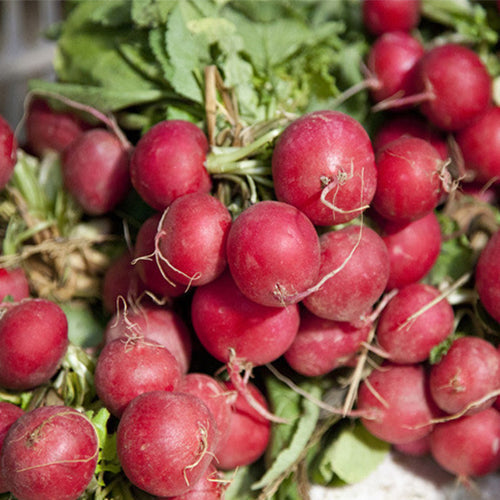 Hybrid F1 Red Cherry Radish Seeds