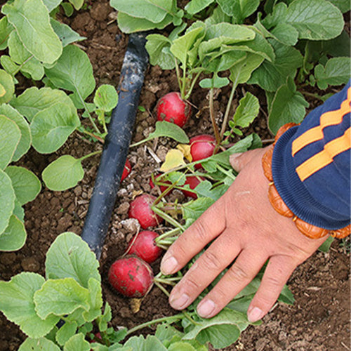 Hybrid F1 Red Cherry Radish Seeds