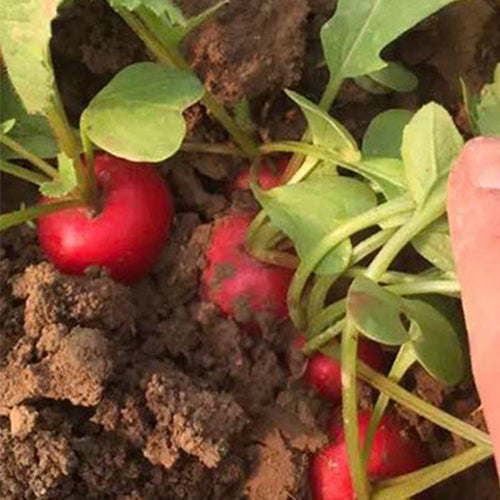 Hybrid F1 Red Cherry Radish Seeds
