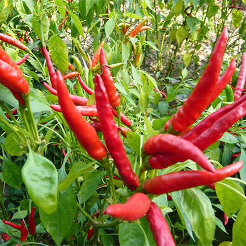 Hybrid-F1-Red-Pepper-Hot-Chilli-Seeds