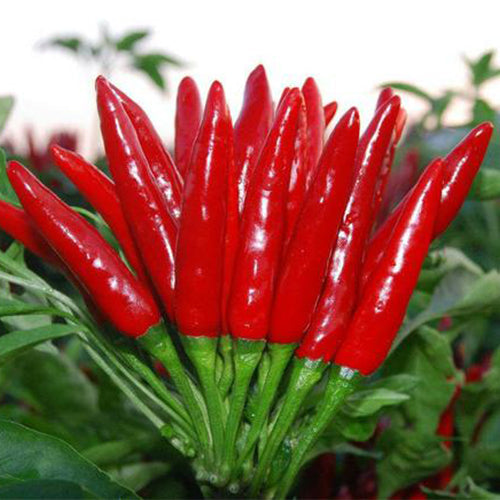 Hybrid-F1-Red-Pepper-Hot-Chilli-Seeds