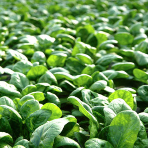 Hybrid-F1-Spinach-Seeds