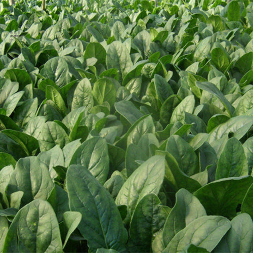 Hybrid-F1-Spinach-Seeds