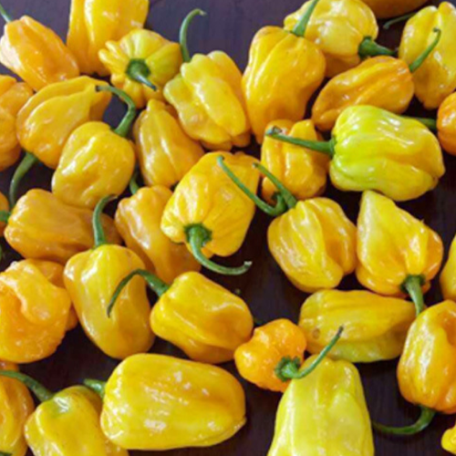 Hybrid F1 Yellow Devil Pepper & Chilli Seeds