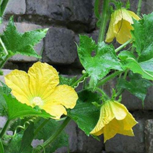 Hybrid F1 Yellow Zucchini Seeds