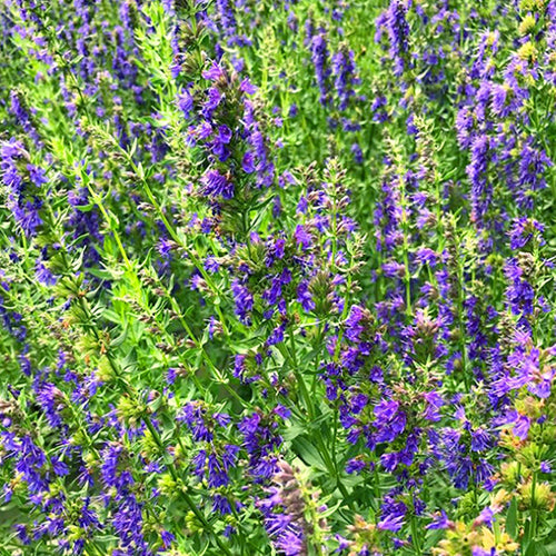 Hyssopus Officinalis & Hyssop Seeds