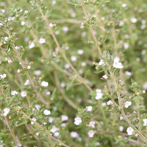 Hyssopus Officinalis & Hyssop Seeds