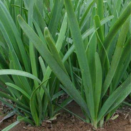 Leek-Seeds
