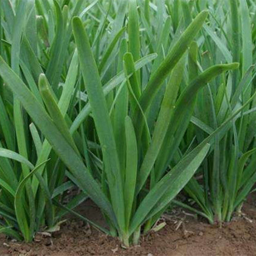 Leek-Seeds