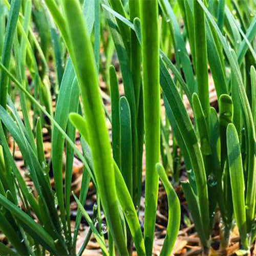 Leek-Seeds