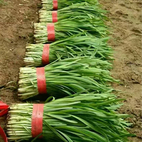 Leek-Seeds