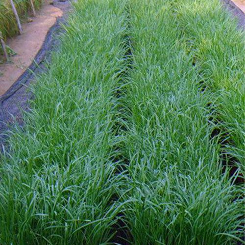 Leek-Seeds