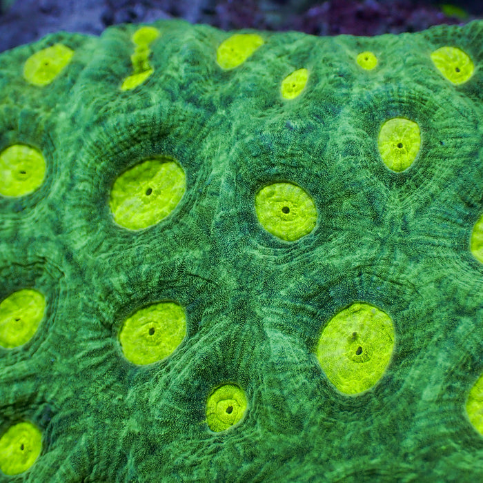 Lemon Lime Favia (2-3 Polyps) 1