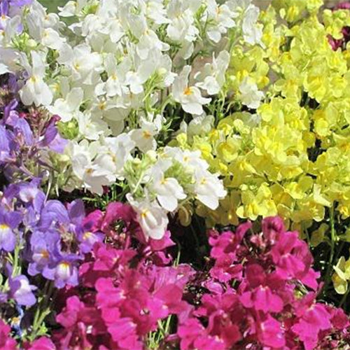 Linaria-Vulgaris-Linaria-Seeds