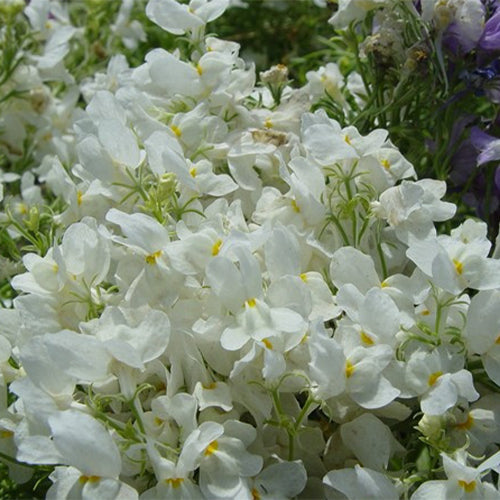 Linaria-Vulgaris-Linaria-Seeds