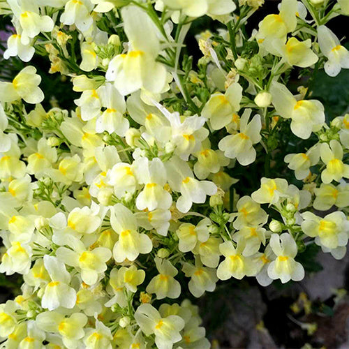 Linaria-Vulgaris-Linaria-Seeds