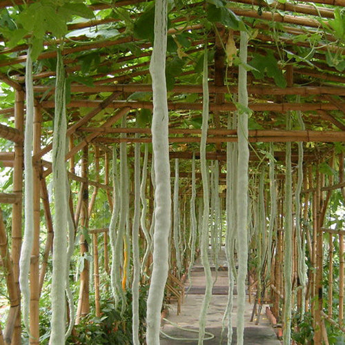 Long-Snake-Bean-Seeds